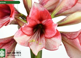 hippeastrum Charisma ® (2)